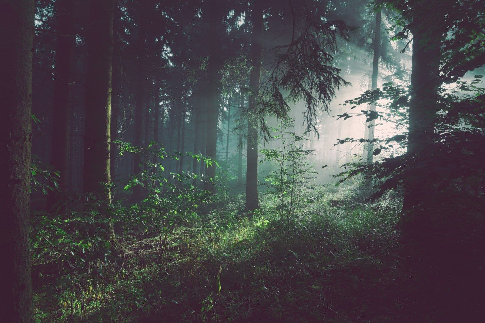 Sunlight through the private forest across the site